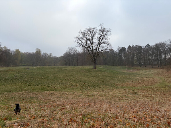 the baum
