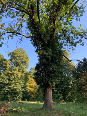 Volkspark Rehberge