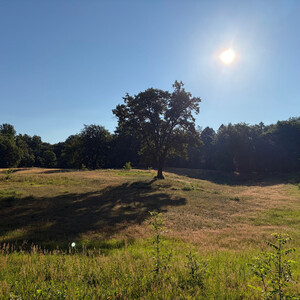 the baum
