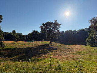 the baum
