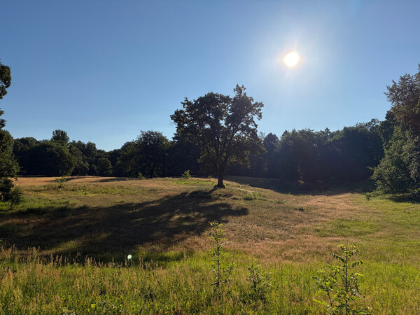 the baum
