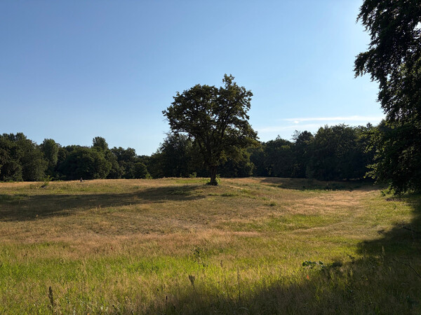 the baum