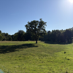 the baum