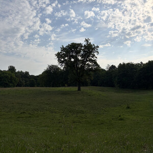 the baum