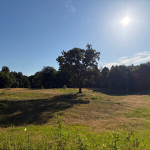 the baum