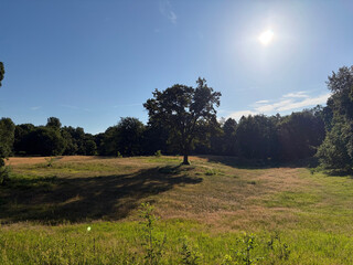 the baum