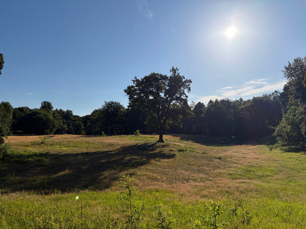 the baum