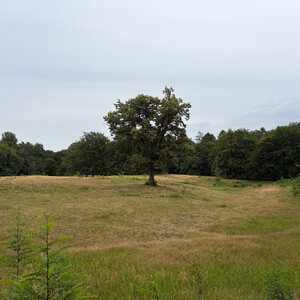 the baum
