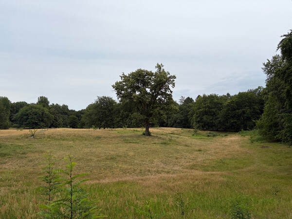 the baum
