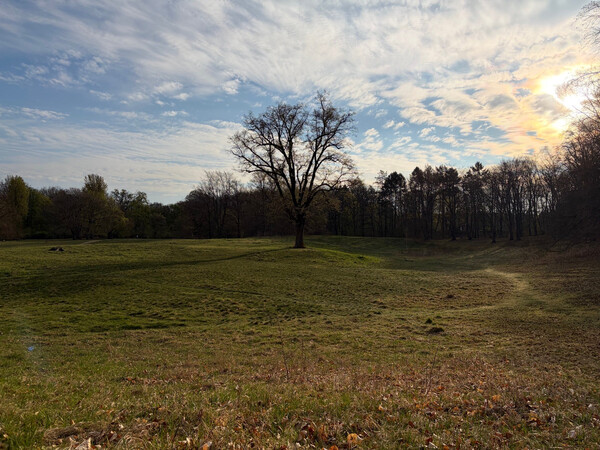 the baum