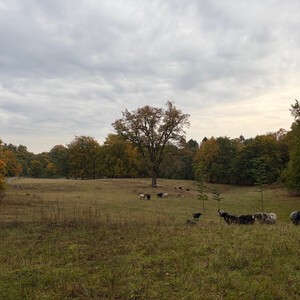 the baum