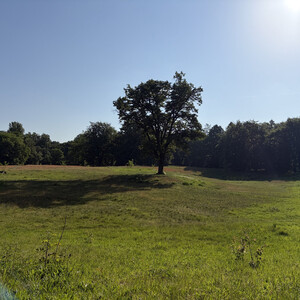 the baum
