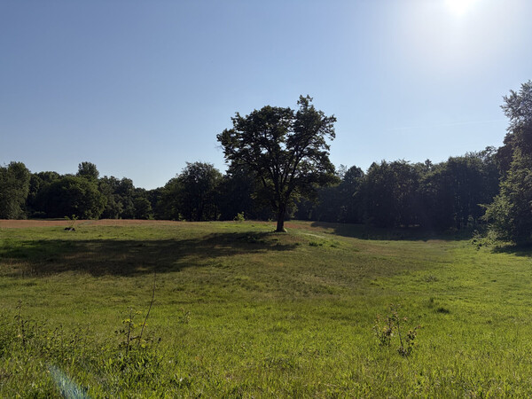 the baum