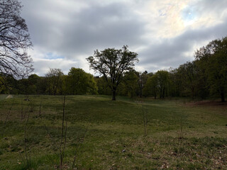 the baum