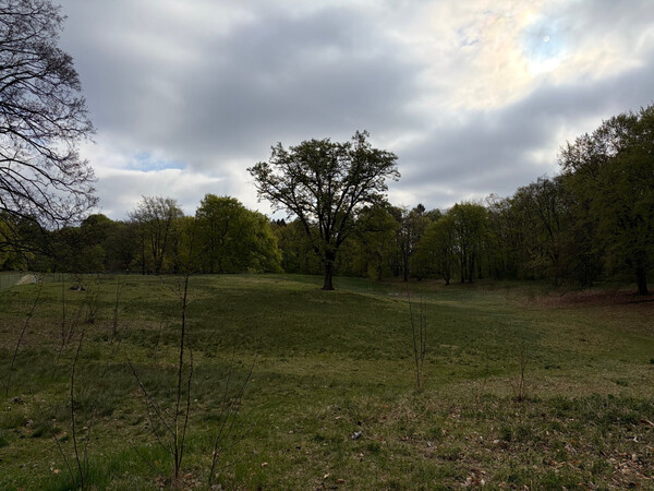 the baum