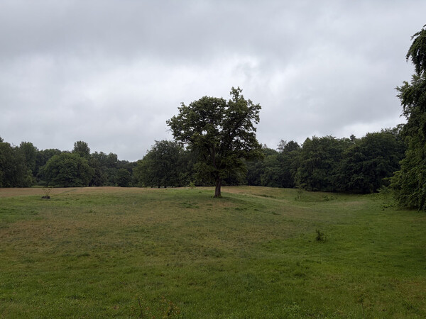 the baum