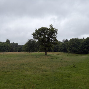 the baum