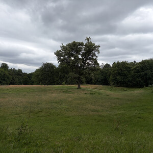 the baum
