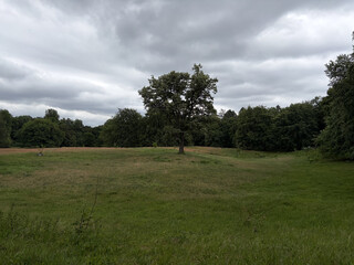 the baum