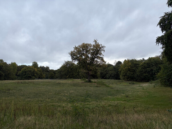 the baum