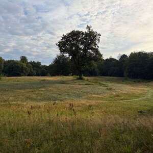 the baum