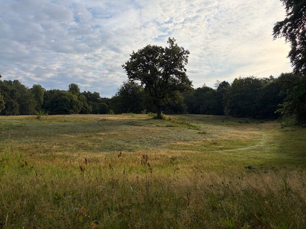 the baum