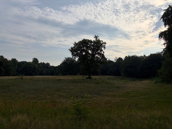 the baum