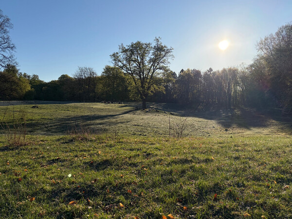 the baum