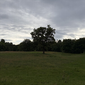 the baum