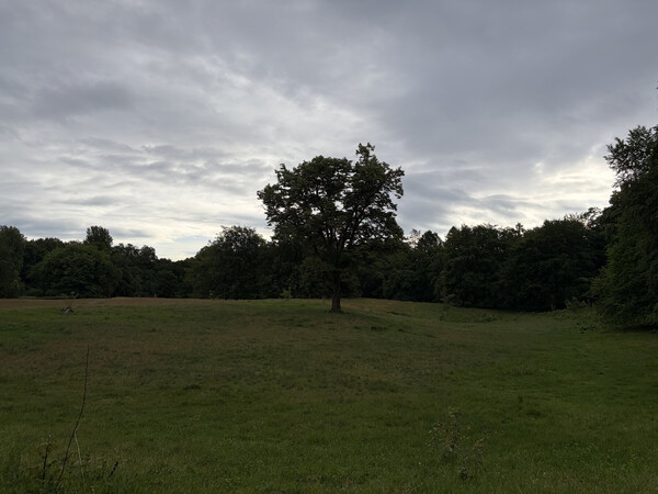 the baum