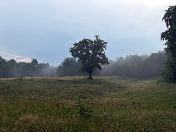 the baum