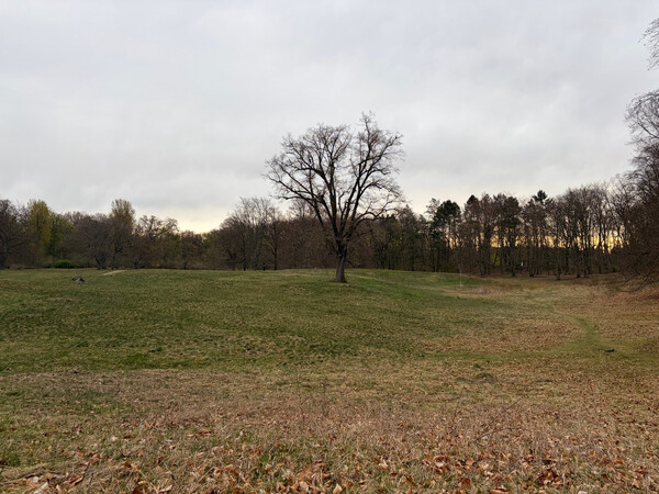 the baum