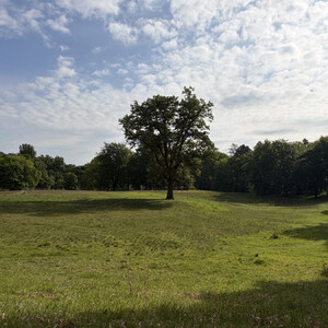 the baum