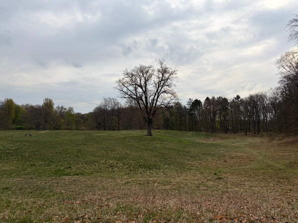 the baum