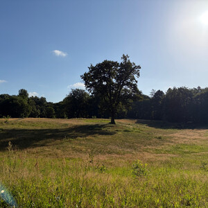 the baum