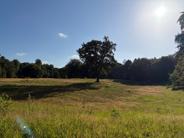 the baum