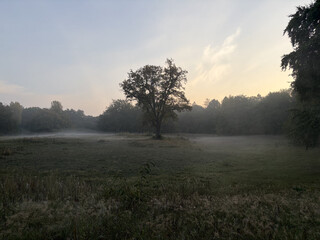 etwas weniger nebel schwabbert am frühen morgen um einen baumim volkspark rehberge