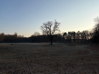 the baum