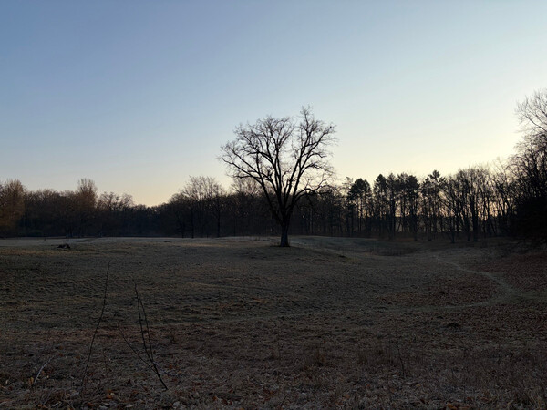 the baum