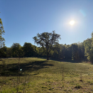 the baum