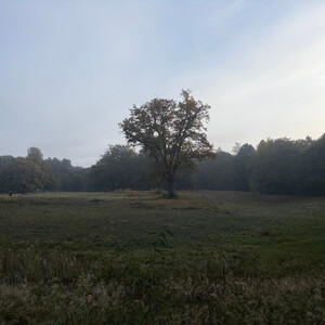 the baum
