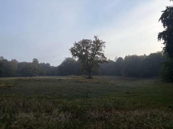the baum