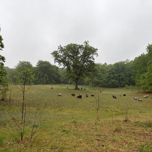 the baum