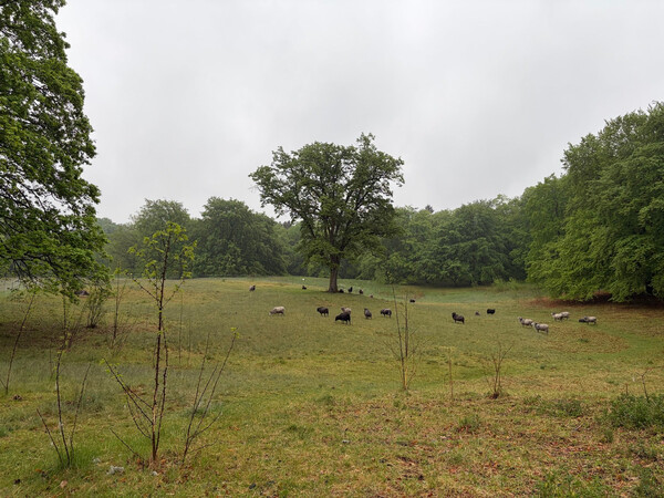 the baum