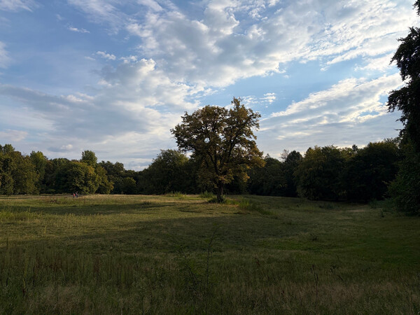the baum