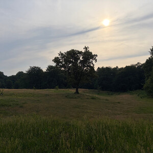 the baum