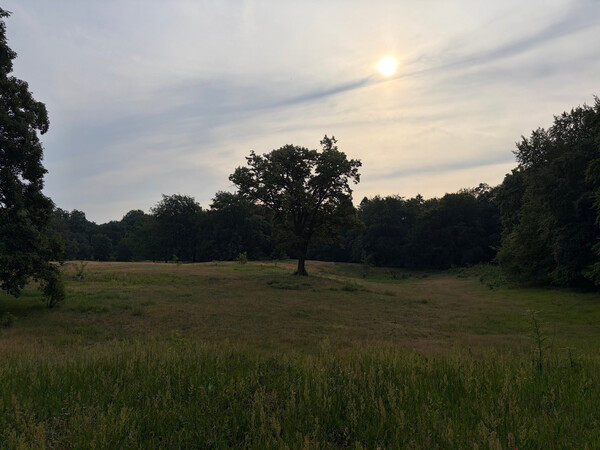 the baum
