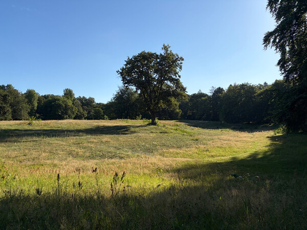 the baum