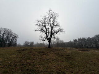 foto eines kahlen baums auf der b&uuml;rgerwiese. der himmel ist diesig-grau, die wiesen gr&uuml;n-braun.