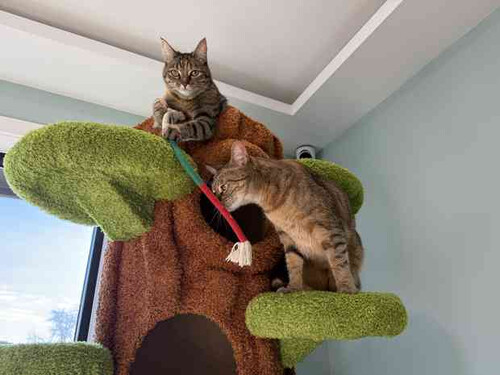 I think the cat tree is going to be a success